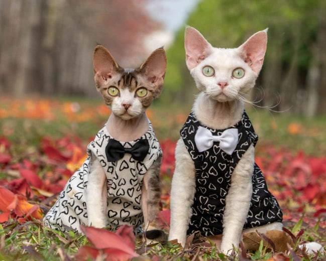 Stretchy cat sweater dress with heart pattern in black and white | Pet Clothes Outfit for Devon Sphynx Hairless Shorthair Ragdoll Cat