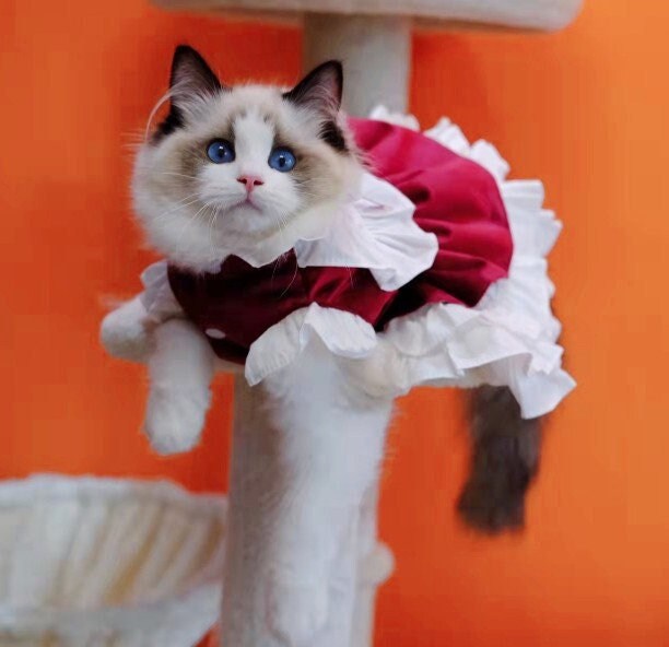 Cat red velvet Christmas New Year retro bloomer dress |  Personalized dog cat clothes princess maid dress Ragdoll Persian cat Shorthair Cat